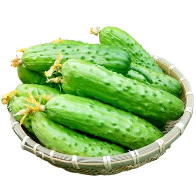 绿色农场黄瓜 约500g