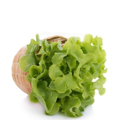 生菜 约500g