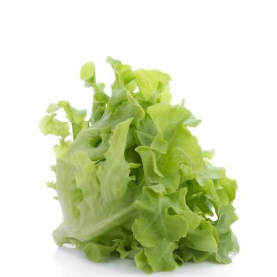 生菜 约500g