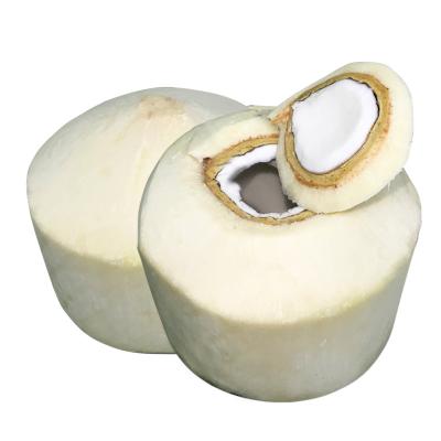 椰青(4个/单果800-900g)新鲜椰子