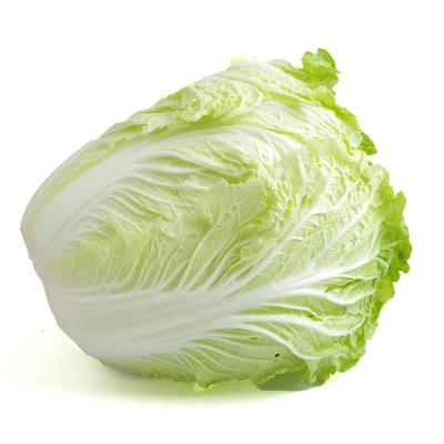 大白菜 5000g
