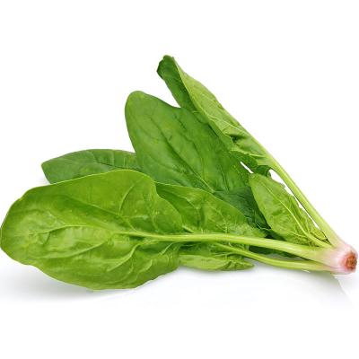 菠菜 约500g