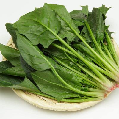 菠菜 约500g