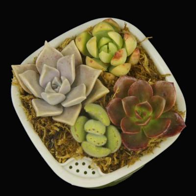 永嘉家礼多肉植物