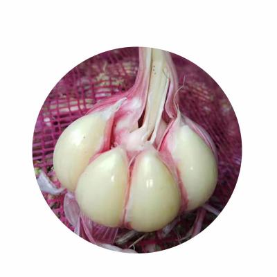 云南弥渡紫皮香蒜
