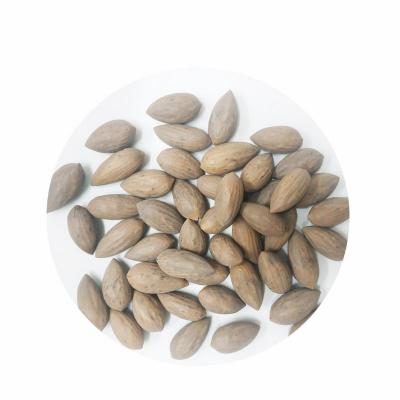 绍兴嵊州香榧果干品