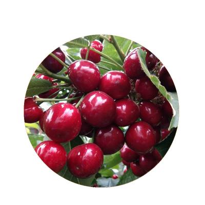 车厘子新鲜水果