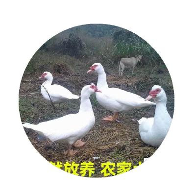 楠溪江放养番鸭杀净后4.5斤150元