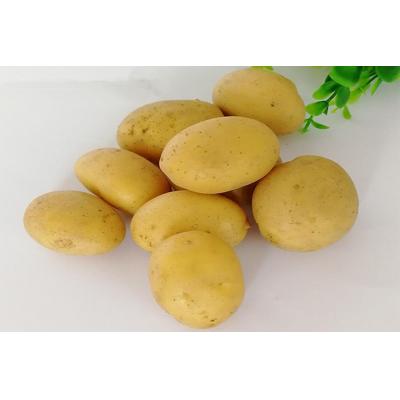 现挖新鲜土豆