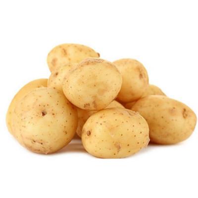 现挖新鲜土豆