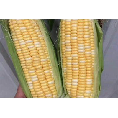 金银水果玉米