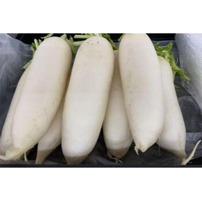 时令应季农村蔬菜白萝卜