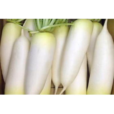 时令应季农村蔬菜白萝卜